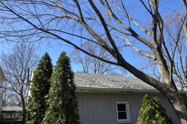 Homeowner gets OK to remove leaning elm