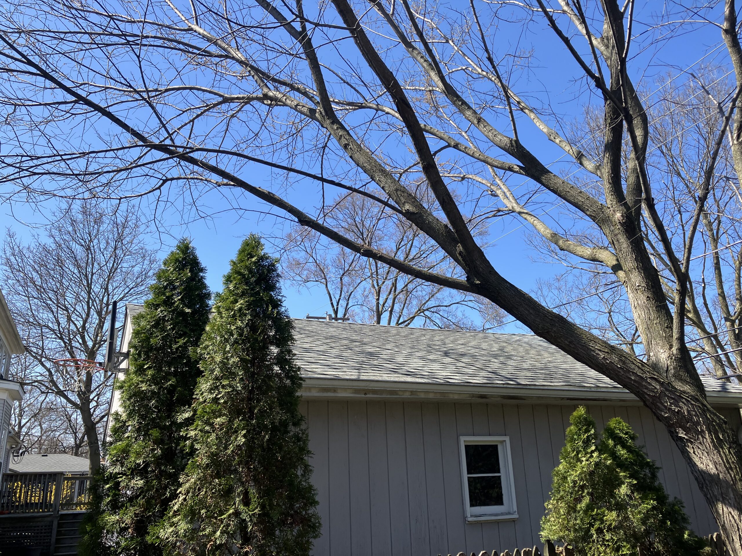 Homeowner gets OK to remove leaning elm